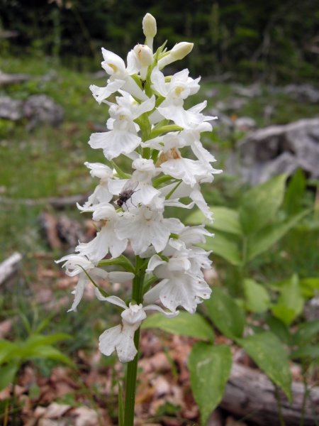 Dacthylorhiza fuchsii bianca